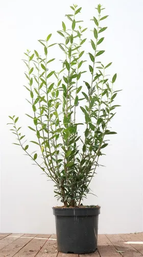 Ligustrum vulgare 'Atrovirens' – Pflegeleichte Heckenpflanze für Sichtschutz - Winterharter, mehrjähriger Liguster für dichten Sichtschutz. Immergrün, schnellwachsend und formbar. Ideal für Garten, Vorgarten und Grundstücksgrenze. Bienenfreundlich mit duftenden Blüten.