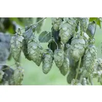 Humulus Lupulus Hersbrucker Hopfen - Kräftige Kletterpflanze - Echte Hopfenpflanze mit schnellem Wuchs, ideal für Rankhilfen und als Sichtschutz. Bringt frisches Grün und aromatische Blüten in Ihren Garten.