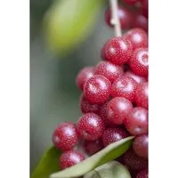 Elaeagnus Multiflora Goumi – Essbare Früchte 150–200 cm - Japanische Ölweide mit dekorativem Wuchs und aromatischen, essbaren Früchten. Ideal für Garten und Terrasse, pflegeleicht und attraktiv das ganze Jahr über.