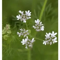 Echter Koriander - Coriandrum sativum