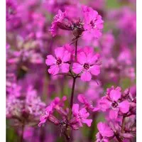 Pechnelke Splendens - Lychnis viscaria