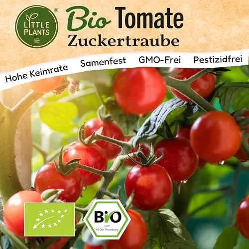 Little Plants BIO Tomaten Samen 10 Tomatensamen Zuckertraube Kirschtomate Gemüsesamen für Gemüsegarten Samenfest Gemüse Samen für Küche, Balkon und Garten