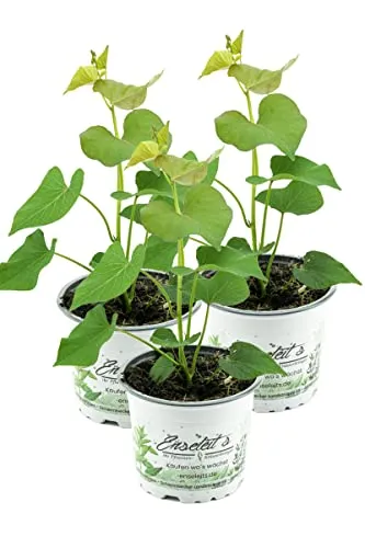 3er Set Süßkartoffel Pflanzen Ipomea batata - Robuste Süßkartoffelpflanzen für den Anbau in Europa. Ideal für Kübel, mit attraktivem Laub und hohem Ertrag. Erleben Sie die Vielfalt der Natur!