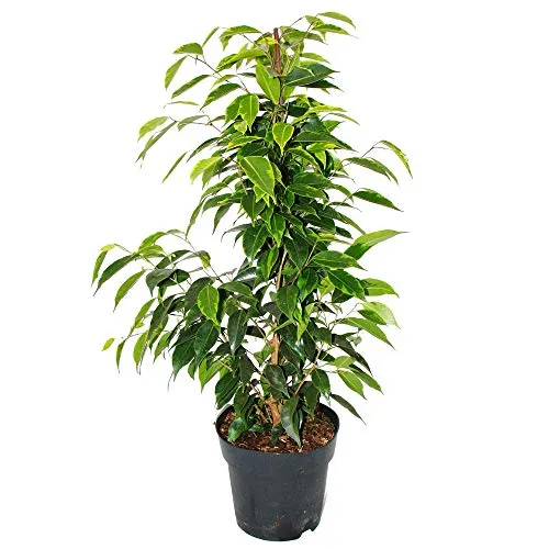 Ficus benjamini "Anastasia" - Exotenherz Zimmerpflanze im 17cm Topf - Beliebte Zimmerpflanze mit marmorierten Blättern, die Ihr Zuhause stilvoll bereichert. Pflegeleicht und robust, ideal für hellere Standorte. Gesamthöhe: 60-70cm.