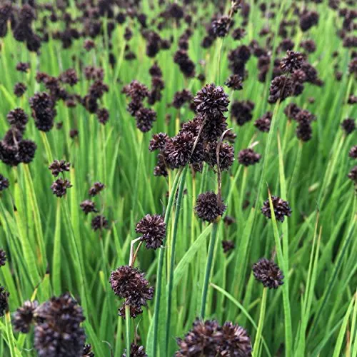 Juncus ensifolius - Zwergbinse, Schwertblättrige Binse, im 0,5 Liter Topf, braun blühend