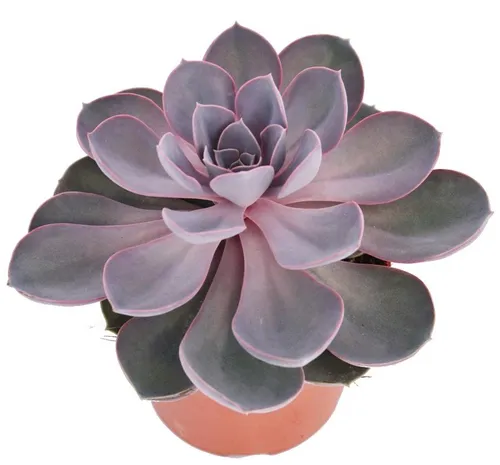 Echeveria Perle von Nürnberg - grosse Pflanze im 12cm Topf