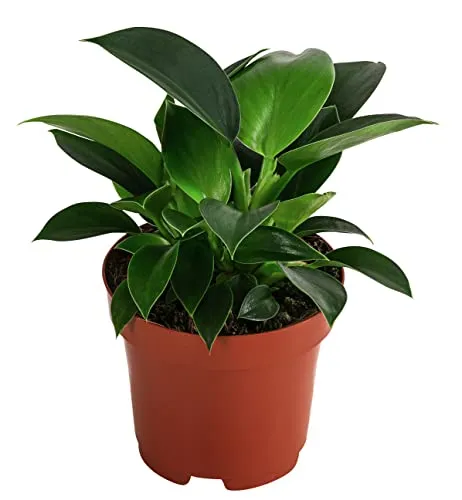 Dehner Baumfreund Philodendron Green Princess, kleinblättrig - Exotische Zimmerpflanze, ca. 15-20 cm hoch, im Ø 12 cm Topf. Pflegeleicht, ideal für helle und warme Standorte. Bringt frisches Grün in Ihr Zuhause und sorgt für ein angenehmes Raumklima.