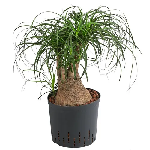 Dehner Elefantenfuß in Hydrokultur, 55 cm - Pflegeleichte Zimmerpflanze im Hydrokultur-Topf, ideal für Allergiker und bietet eine dekorative Alternative ohne Erde.