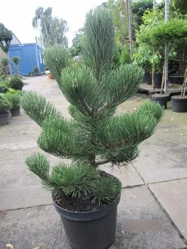 Schwarzkiefer Oregon Green - Pinus nigra Oregon Green 60-70