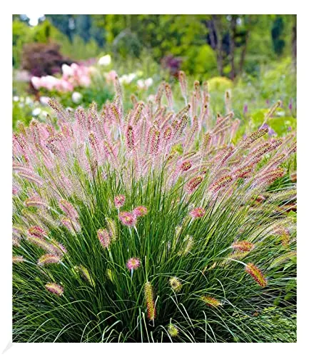 BALDUR Garten Lampenputzergras Hameln - 3 Pflanzen Pennisetum Federborstengras - Gräsersamen & -pflanzen, winterhart und trockenresistent, ideal für pflegeleichte Gärten, blüht von Juli bis Oktober.