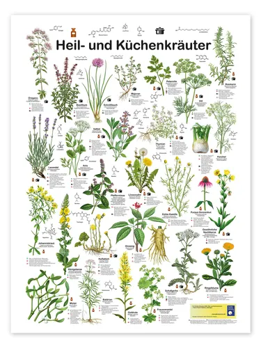 Posterlounge Poster Planet Poster Editions, Heil- und Küchenkräuter, Klassenzimmer Illustration