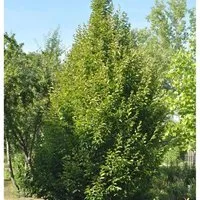 Säulen Hainbuche 100-125cm - Carpinus betulus Fastigiata