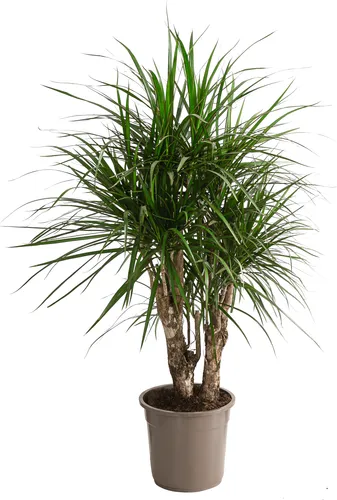 Dehner Drachenbaum Dracaena marginata - 140 cm - Schöner Drachenbaum mit verzweigten Trieben, ideal für helle bis halbschattige Standorte. Pflegeleicht und dekorativ, bringt er Leben in jedes Zuhause.
