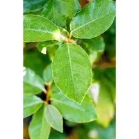 Gehölze Elaeagnus ebbingei Compacta - Ebbingei-Silberbeere - Bäume, Sträucher & Hecken - Kompakte, buschige Wuchsform, ideal für sonnige bis halbschattige Standorte, perfekt für elegante Hecken oder Sichtschutz.