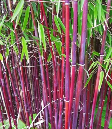 BALDUR Garten Roter Bambus 'Chinese Wonder' - Winterhart & Schnellwachsend - Der winterharte rote Bambus 'Chinese Wonder' bringt mit seinen leuchtend roten Halmen und sattgrünen Blättern Farbe in Ihren Garten. Ideal als Solitär oder Kübelpflanze für Balkon und Terrasse, pflegeleicht und beeindruckend.