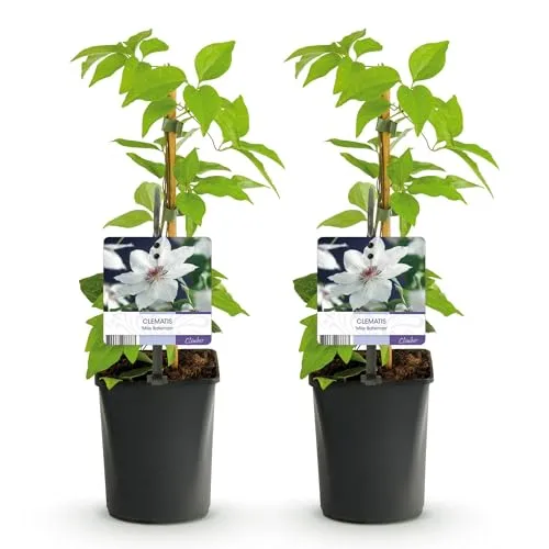 GreenboutiQ - Kletterpflanze - Clematis Miss Bateman - Blüte Rosa - Wenig Pflege - 2 Pflanzen - Topf 11cm Höhe 40cm