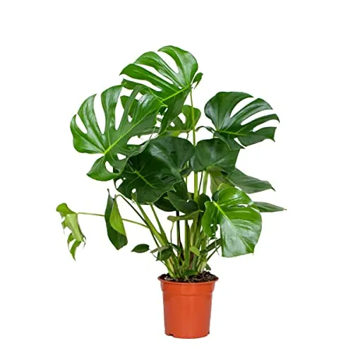 Bloomique Monstera Deliciosa - Pflegeleichte Zimmerpflanze mit Herzblättern - Höhe 70-80 cm - MONSTERA: Pflegeleichte Zimmerpflanze mit einzigartigen Blättern, die deinem Raum einen tropischen Flair verleihen. Ideal für eine grüne Oase in deinem Zuhause! Höhe 70-80 cm, Topf 21 cm.