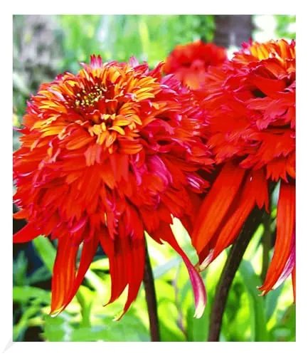 BALDUR Garten 1x Duft-Echinacea 'Hot Papaya' Sonnenhut, Pflanze im 9x9 cm-Topf, schmetterlingsfreundlich, winterharte Staude, trockenresistent, pflegeleicht, Wasserbedarf gering, Echinacea purpurea