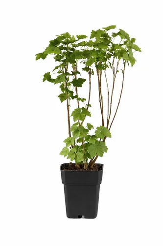 Schwarze Johannisbeere Ben Nevis – 50–60 cm, ertragreicher Beerenstrauch für Garten & Kübel - Die Schwarze Johannisbeere „Ben Nevis“ überzeugt durch große, aromatische Beeren und hohe Erträge. Ideal für sonnige Standorte, pflegeleicht und winterhart – perfekt für frische Snacks oder Desserts.