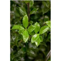 Ilex meserveae 'Heckenstar' - Ziergehölz für Gärten - Ilex meserveae 'Heckenstar' ist ein immergrüner Zierstrauch mit glänzenden Blättern. Ideal als Heckenpflanze oder Solitär für formale Gärten, bietet er Blickschutz und lässt sich hervorragend schneiden.