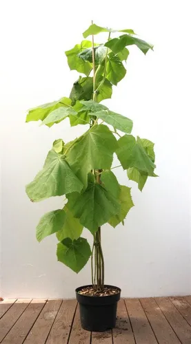 Paulownia Tomentosa Blauglockenbaum 125–150 cm - Hausbäume mit großen violett-blauen Blüten im Frühjahr, schnellwachsend, pflegeleicht und winterhart. Ideal für große Gärten und als Solitärbaum, Höhe 125-150 cm.