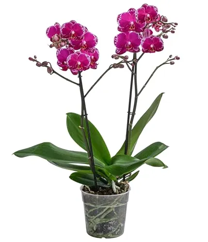 Dehner Schmetterlingsorchidee Asian Violin - Zweitriebige Zimmerpflanze mit prächtigen pink-rosa Blüten, ideal für halbschattige Fensterbänke. Inkl. Pflanztopf (Ø 12 cm), bringt lebendige Farben in Ihr Zuhause.