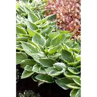 Hosta Patriot 2 Liter Container