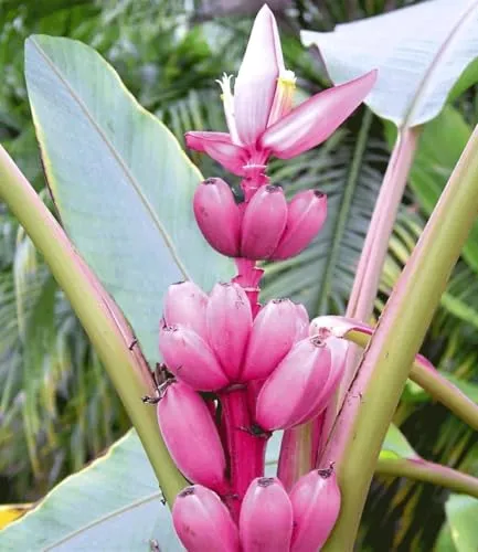 BALDUR Garten Rosa Zwerg-Banane im 12 cm-Topf – Exotische Bananen-Rarität - Die Rosa Zwerg-Banane trägt nach nur einem Jahr pinkfarbene Bananen. Ideal für Terrasse oder Wohnung, wächst bis zu 1,2 m hoch und zieht mit ihren Früchten alle Blicke auf sich. Pflegeleicht und mehrjährig!