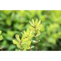 Lonicera Kamtschatica Honigbeere 40–60 Cm Winterhart