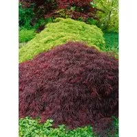 Acer palmatum 'Crimson Queen' - Japanischer Ahorn, rot, 40–50 cm - Blumen & Stauden – Wunderschöner Japanischer Ahorn mit tiefroten Blättern und kaskadierender Wuchsform, ideal für Garten und Kübel. Herbstliche Farbenspiele und bis -15 °C winterhart.