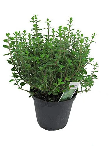 Italienischer Oregano im 15cm Topf - Origanum vulgare, frische Oregano Pflanze