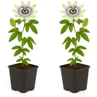 Exotenherz Passionsblume Passiflora caerulea 2er Set im 11cm Topf - Robustes Kletterpflanzen-Set mit exotischen, blauen Blüten. Ideal für Terrasse und Balkon, sorgt für tropisches Flair und ist pflegeleicht sowie schnellwachsend.