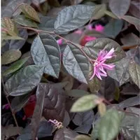 Riemenblüte Fire Dance 30-40cm - Loropetalum chinense