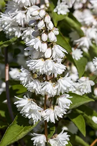 Deutzia magnifica, Maiblumenstrauch, weiß, 60–80 cm - Pflanzensamen: Deutzia magnifica verzaubert mit üppigen, reinweißen Blüten von Mai bis Juni und ist pflegeleicht sowie winterhart – perfekt für Hecken und Rabatten!