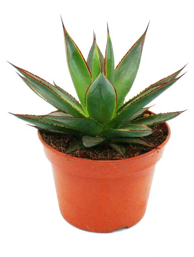 Agave "Shaka Zulu" - 15cm Topf - sukkulente Zimmerpflanze