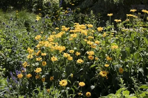 Helianthus decapetalus 'Meteor' 11x11 cm Topf – Winterhart, Mehrjährig, Pflegeleicht – Stauden-Sonnenblume – Blütenstaude für Garten & Beet