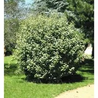 Wintergrüne Ölweide Compacta 20-30cm - Elaeagnus ebbingei