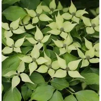 Chinesischer Blumenhartriegel 60-80cm - Cornus kousa