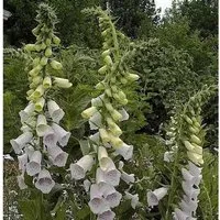 Fingerhut Excelsior - Digitalis purpurea