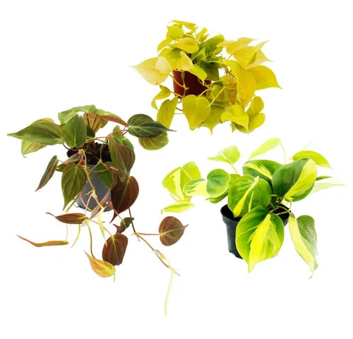 Exotenherz Zimmerpflanze Trio: 3 ver. Philodendron-Arten - Zimmerpflanzen Set mit 3 einzigartigen Philodendron-Arten, die Ihr Zuhause in ein tropisches Paradies verwandeln und lebendige Farben sowie Exotik bringen. Perfekt für hängende Töpfe oder als Kletterpflanzen.