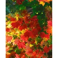 Acer Circinatum Rundblättriger Ahorn 80–100 cm - Hausbäume: Der pflegeleichte, winterharte Weinblatt-Ahorn begeistert mit roten Herbstblättern und ist bienenfreundlich. Ideal für Kübel, schattige Rabatten oder als Solitär im Garten.