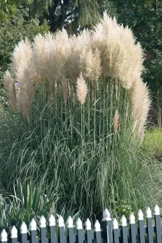 Cortaderia Selloana Sunningdale Silver – Silber-Pampasgras 7,5-10 L - Das beeindruckende Silber-Pampasgras ‘Sunningdale Silver’ ist ein elegantes Ziergras für jeden Garten. Mit seinen hohen, silbrig-weißen Blütenrispen und aufrechten Wuchs wird es zum Blickfang auf Terrasse oder Balkon.