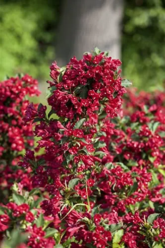 Weigela florida 'Eva Rathke' – Winterharte Heckenpflanze mit Karmesinroten Blüten - Pflegeleichte Weigelie 'Eva Rathke' für Garten & Sichtschutz. Bienenfreundlich, robust und schnittverträglich. Ideal für Beete, Kübel und Terrassen.