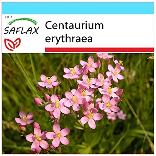 SAFLAX - Geschenk Set - Heilpflanzen - Tausendgüldenkraut - 250 Samen - Mit Geschenk- / Versandbox, Versandaufkleber, Geschenkkarte und Anzuchtsubstrat - Centaurium erythraea