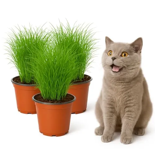 mgc24 Katzengras Cyperus zumula - Echtes Zyperngras im 12er Topf, fertig gewachsen ca. 20cm hoch - 3er Set