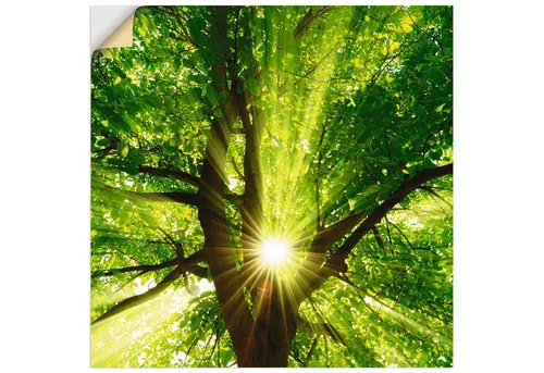 Artland Wandbild Sonne strahlt explosiv durch den Baum, Bäume (1 St), als Leinwandbild, Poster, Wandaufkleber in verschied. Größen