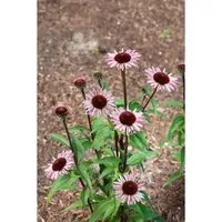Echinacea Purpurea Augustkönigin Roter Sonnenhut Ca. 11x11 cm Topf