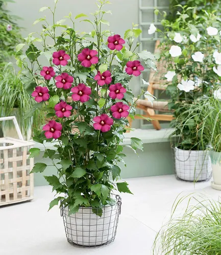 BALDUR Garten 1x Hibiskus 'Flower Tower Ruby®', Pflanze im 9x9 cm-Topf, säulenförmiger Wuchs, lange Blütezeit, bienen- und schmetterlingsfreundlich, winterhart bis -25 °C, mehrjährig & pflegeleicht