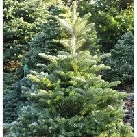 Koreatanne Sämling 50-60cm - Abies koreana - Sträucher: Langsam wachsende Koreatanne, ideal als Weihnachtsbaum, robust gegen Heizungsluft und nadelt weniger schnell.