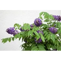Wisteria frutescens 'Longwood Purple' - Amerikanische Wisteria, 40–60 cm - Blumen & Stauden: Eindrucksvoller Blauregen mit tiefvioletten Blütenständen, ideal für Pergolen und Zäune. Robust, schnell wachsend und winterhart bis -20 °C.